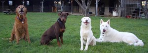 The_Barn_Dogs